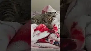 🪄🐝Maya The Cute and Curious Cat🪬Maya's daily routines🧸🍼 #arımaya 🐝🍯🌻 #cat #maya #cute #catvideos