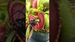 THIS IS WHY you should NOT knock down spider webs 😱 #viral