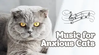 ♬ Music for Restless Cats - Healing Cat Music, Deep Relaxation Music, Anxiety Relief