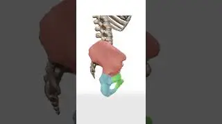 What Is The Sit Bone? - Quick Art Tips #art #sketch #shorts #tutorial #drawingtutorial #anime