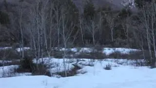 Bigfoot Sighting American Fork Canyon near Tibble Fork Reservoir