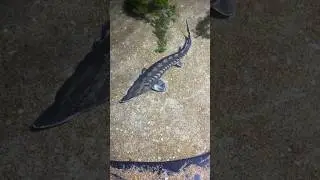 The Great Atlantic Sturgeon