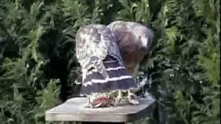 Red-shouldered hawks at backyard feeder