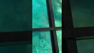 Lady Musgrave Glass Bottom Tour #ladymusgrave #greatbarrierreef #corral