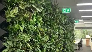 Office Green Wall installation by Green Design
