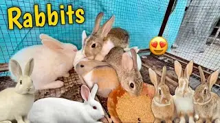 Cute Baby Rabbits 🐇 | Khargosh Ki Pyari Duniya | Animal Lovers Video 🤍