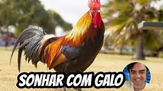 Sonhar com galo