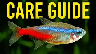 Neon Tetra Care Guide - Aquarium Co-Op