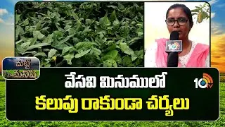 Summer Black Gram Weed Control Tips | వేసవి మినుములో కలుపు రాకుండా చర్యలు | Matti Manishi | 10TV