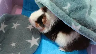 GUINEA PIG HERNIA OPERATION|| VLOG