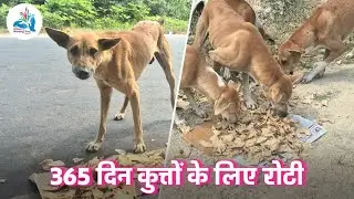 Daily Roti Project | Feeding Stray Dogs with Love | Show Humanity Trust