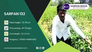 #SarpanHero Best Quality Chilli Seeds | #Sarpan 132 | #sarpanseeds #mirch #chilliseeds