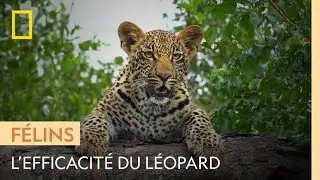Le l&eacute;opard africain, carnivore le plus efficace du continent