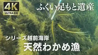 【極上ワカメ】福井県福井市☆4K映像 ふくい足もと遺産「天然わかめ漁」☆ Natural seaweed in Fukui（Japan）