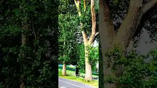 #shorts of #kefalealemu on Long and Big #trees  in Central #london #thewanderinglondoner #travel