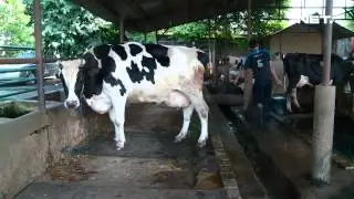 NET12 - Keju Lokal di Depok