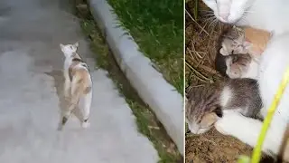 Mother Cat Leads Human Saviour To Her Kittens