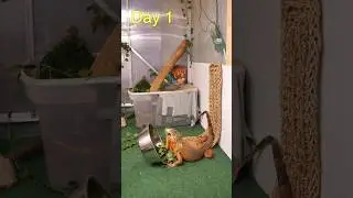 What I&rsquo;m feeding my Giant Iguana
