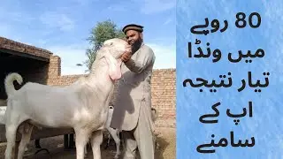 Wanda for goats | Wanda for goats at home | Goats food.