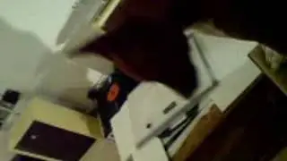 Basenji singing