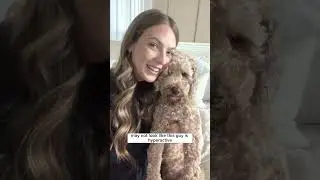 Soothing Dog Separation Anxiety: Tucker's Experience with Good Trouble's Calming Chews