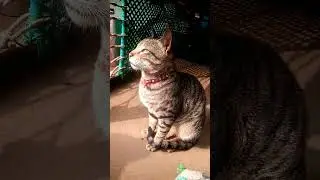 क्यूट बिल्ली की short video 🤠🥰 #cute #love #cat #shorts #youtubeshorts