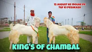 Chambal ka sabse behtarin bread ka bakra call fast ☎️#hansagoat 