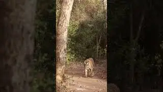 TadobaVlog 🐯Male Tiger Meeting Calling #wildlife #shortvideos #tigerreserve #animals #viralvideos