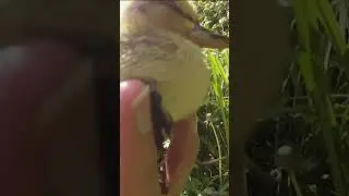 Helping A Scared Lost Duckling
