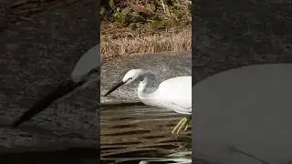 Nonstop Fishing : Hungry Little Egret !