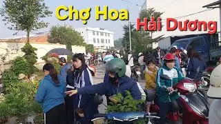 Chưa tết mà chợ hoa ở Hải Dương đã nhộn nhịp