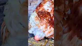 Real Chicken Laying Egg 🐔 Relaxing Hen & Farm Sounds for Sleep & Relaxation