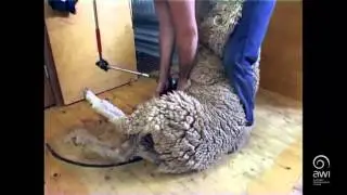 AWI Workouts - Dwayne Black - Young Shearers
