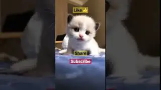Cute baby kitten #shorts #viral #cute #subscribe #cats #youtubeshorts #kitten #cute_cats #kittens