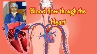 Blood flow though the heart// explained about  blood flow though the heart