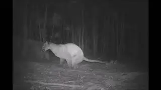 Scraping marking behaviour of the largest Neotropical felids