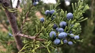 Время собирать ягоды можжевельника! Лекарственные растения Канзаса: восточный красный кедр