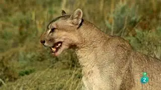 Puma | Grandes Documentales