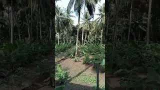 Arati thota sagu vidhanam | Arati thota location | amalapuram vlogs
