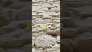Building for Eternity: The Roman Concrete Revolution #facts