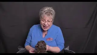Watch 4 week old mini labradoodle puppies YouTube video