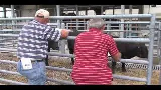 Cattle Care and Handling Certification Program