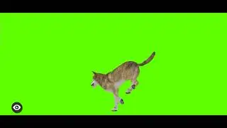 Green screen wolf running video
