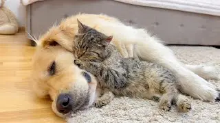 Adorable Kitten Refuses to Sleep Without His Golden Retriever!