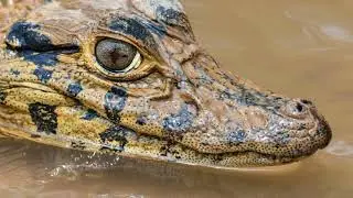 48 Hours in Amazon -Tambopata River