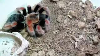 Tarantula Feeding #8
