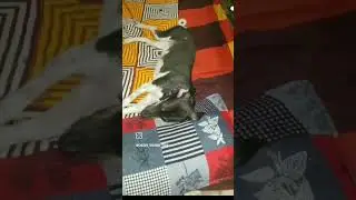 🐶😎 #ytshorts #shorts #viralshorts #dog #cute #puppy #photos