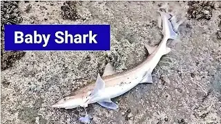 Baby Shark attack on Rocks. Huia Road fishing.