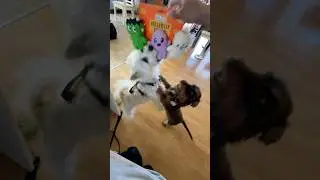 Owner Plays Keep Away From Dogs With Squeaky Toys