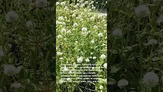 Globe Amaranth #amaranth #flowers #plants